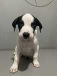 Sczeniaki typu amstaff
