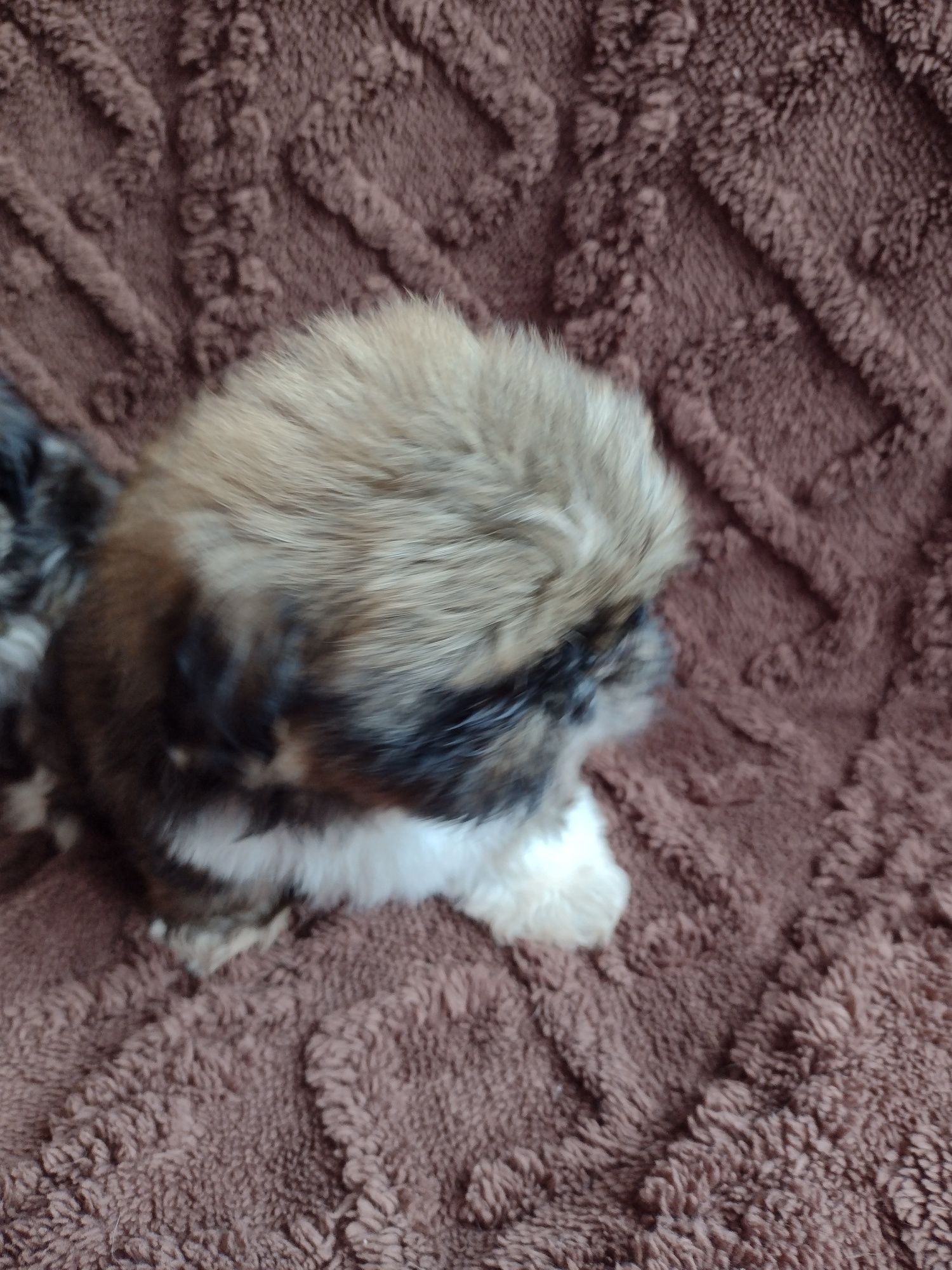 Maluszki shih tzu