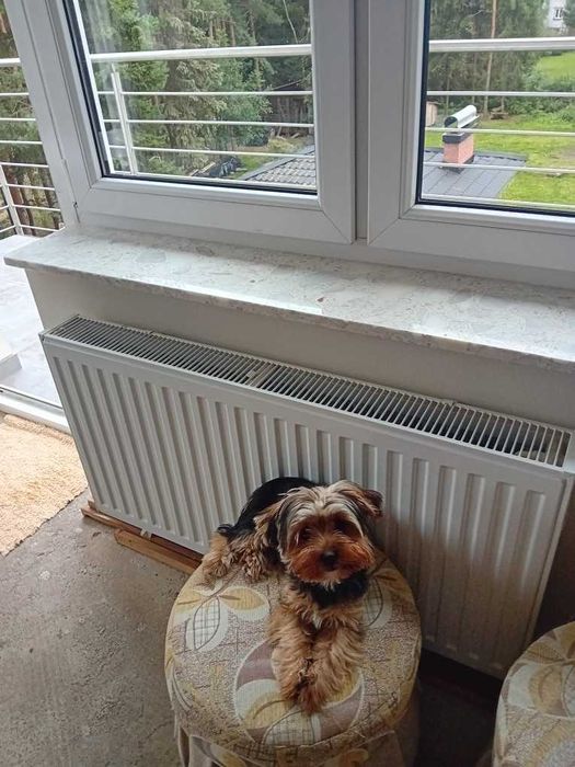 York Terrier szczeniak