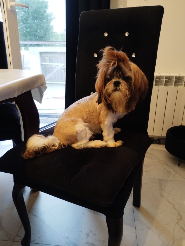 Shih tzu piesek słodziak