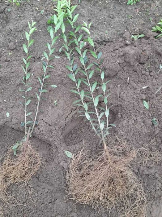 Ligustr 'Atrovirens' odmiana zimozielona.