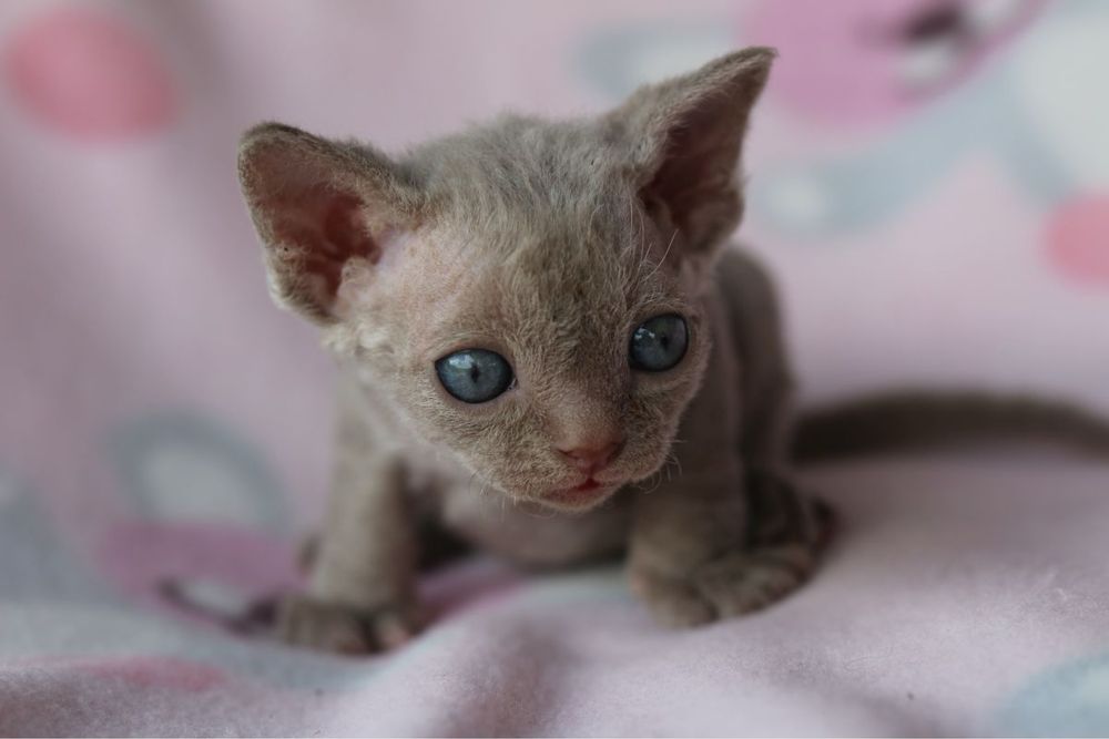 Devon rex Liliowy kocurek