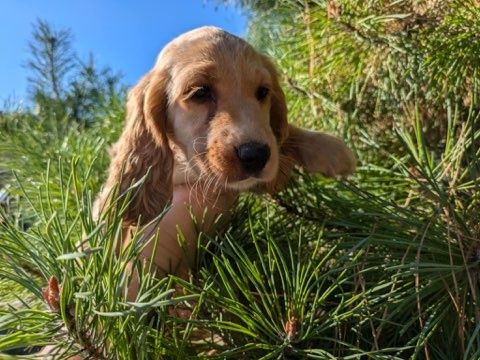 Cocker spaniel złoty szczeniak