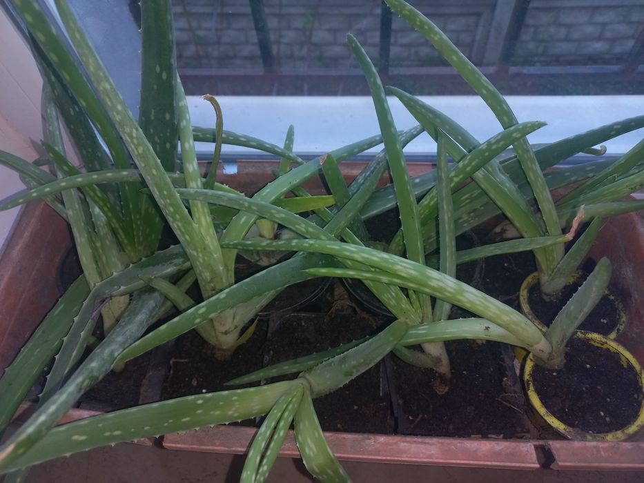 Алоє вера лікувальна