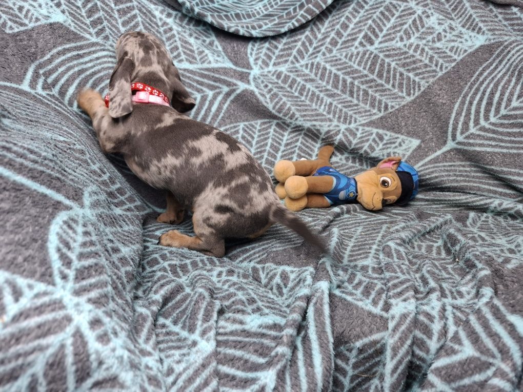 jamnik miniaturowy suczka merlle