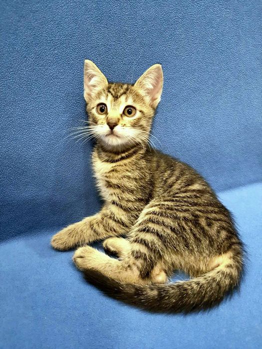 Маленькая полосатая котёнок девочка табби ищет дом! Котята в хорошие р