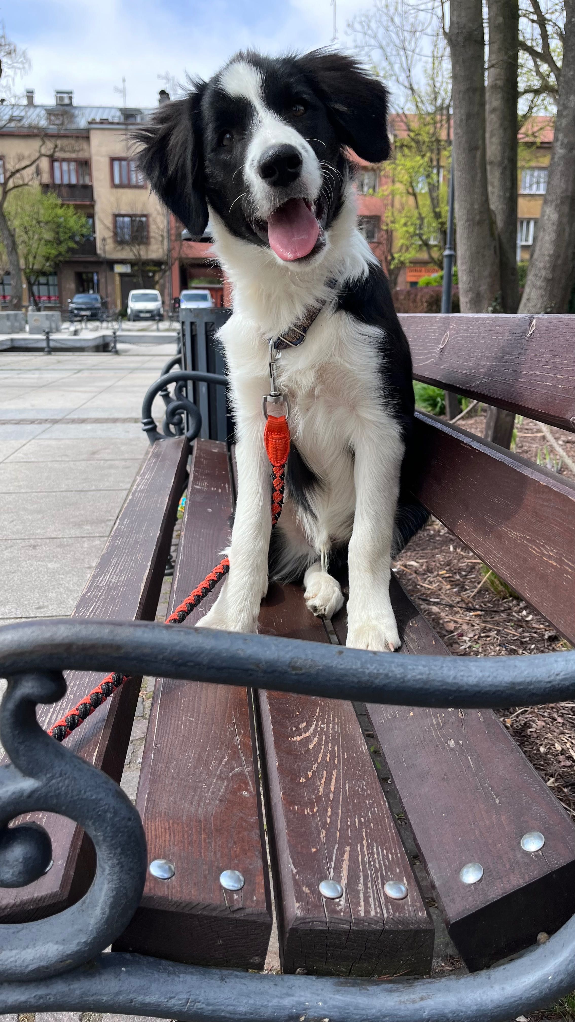 Szczeniak Border Collie ZKwP