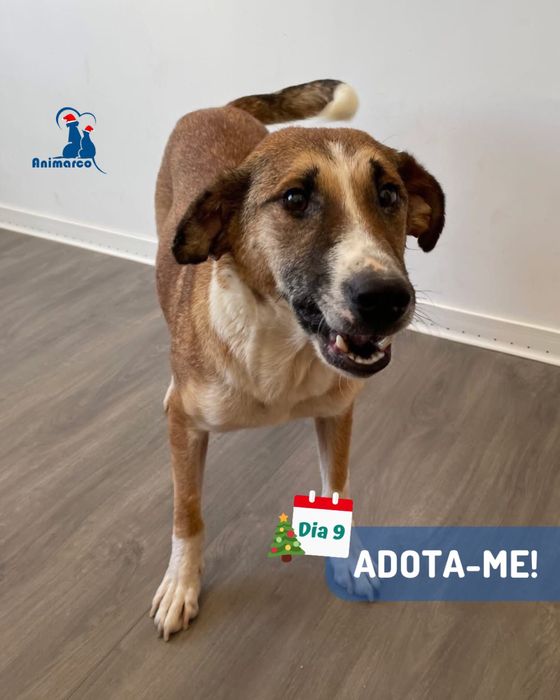 Nala cadela jovem para adoção