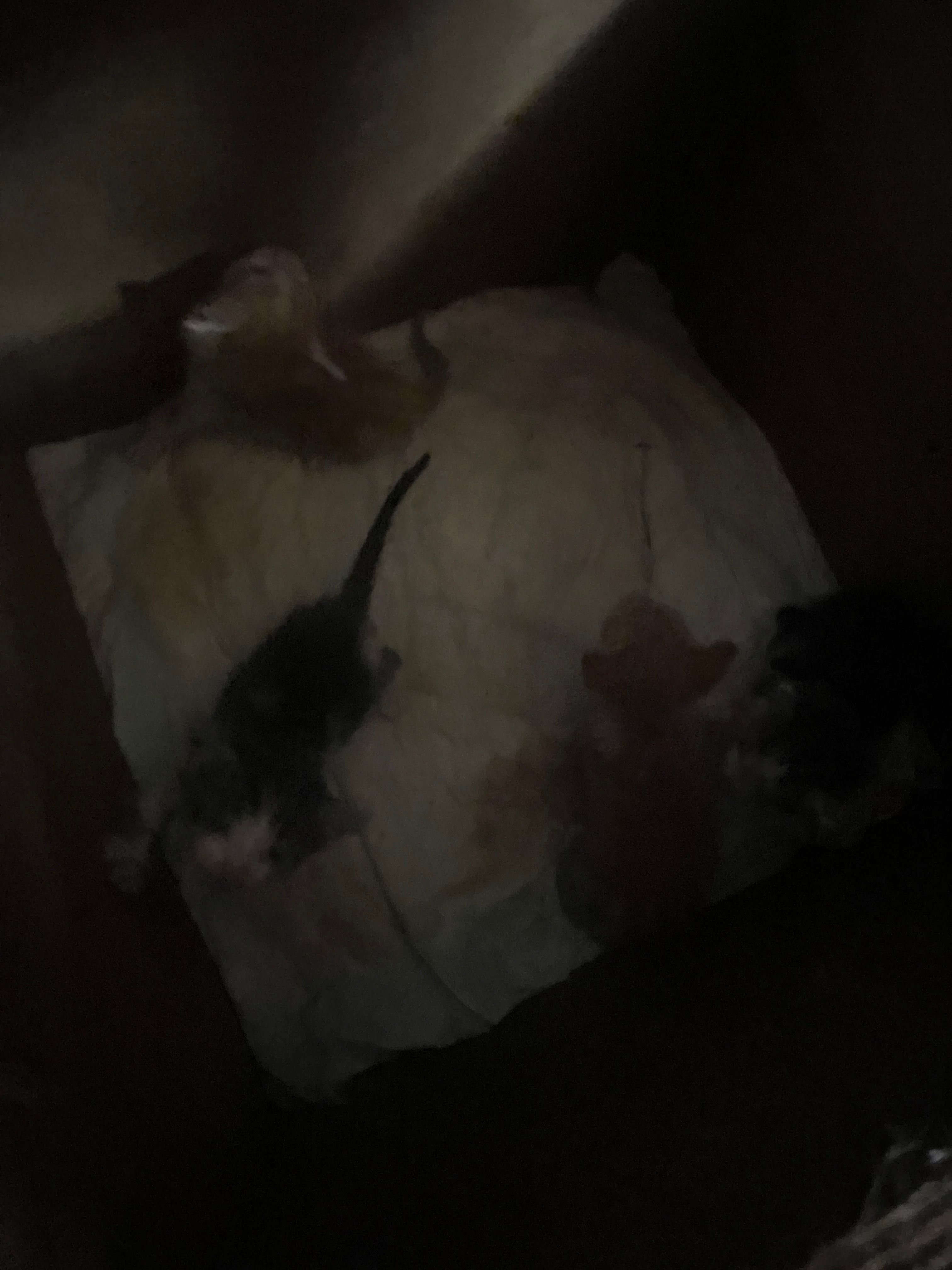 Tenho gatos para quem quiser uma adoção responsável