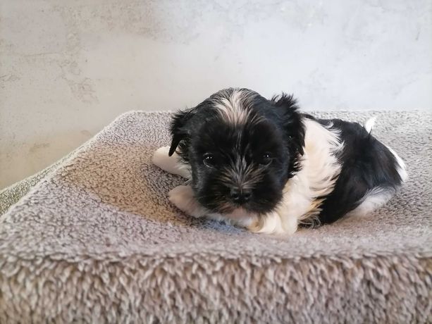 Yorkshire terrier Black and white sunia