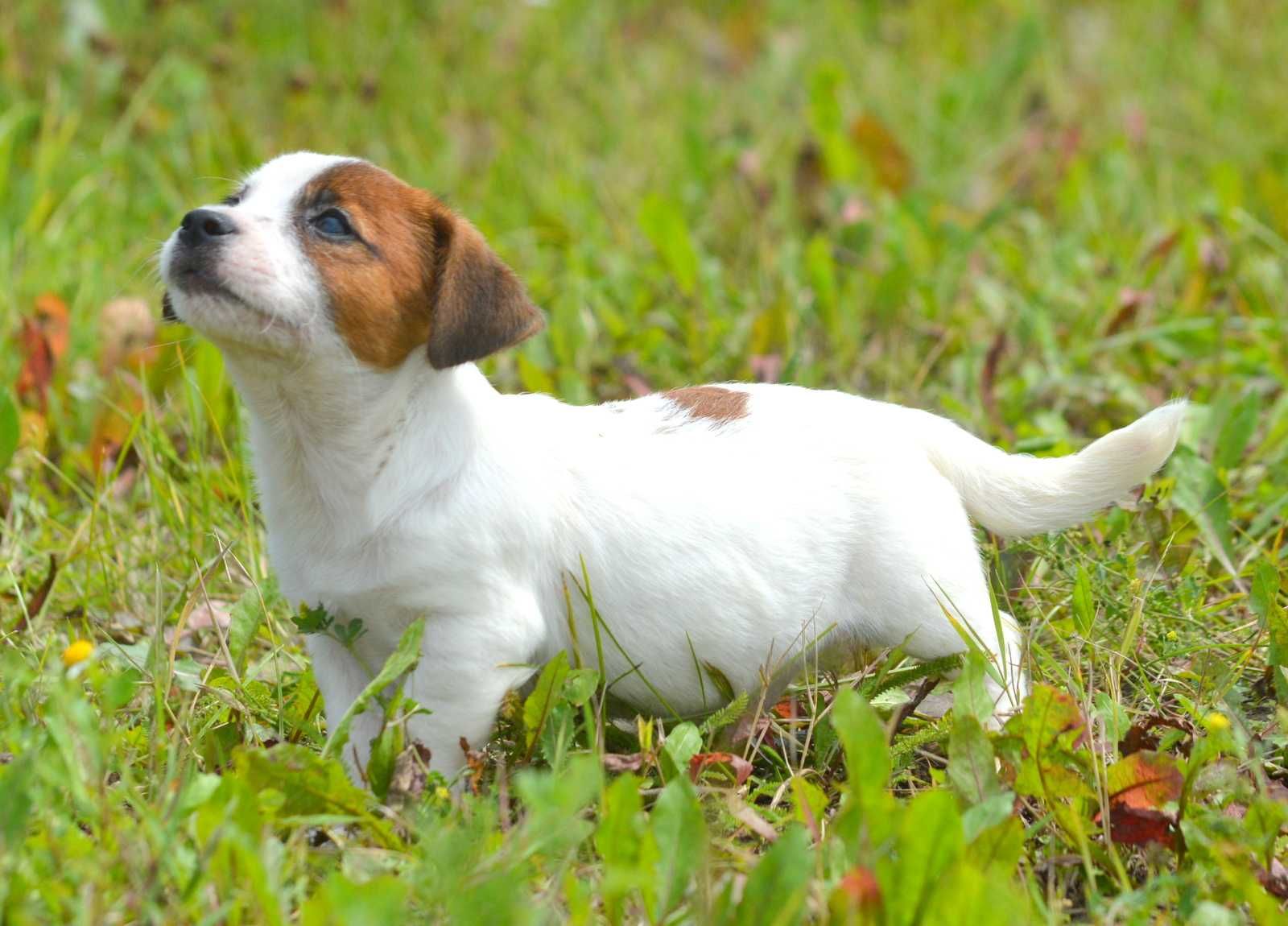Jack Russell Terrier śliczny piesek gładkowłosy Sony ZKwP FCI rodowód