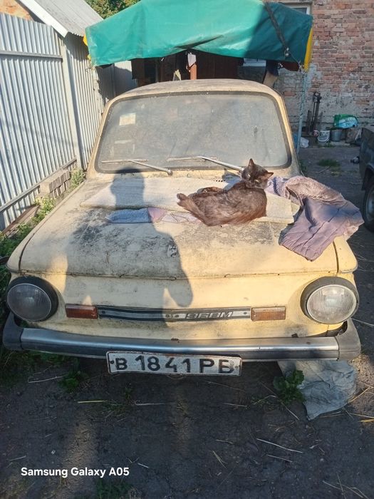 Продам запорожець кіт у подарунок