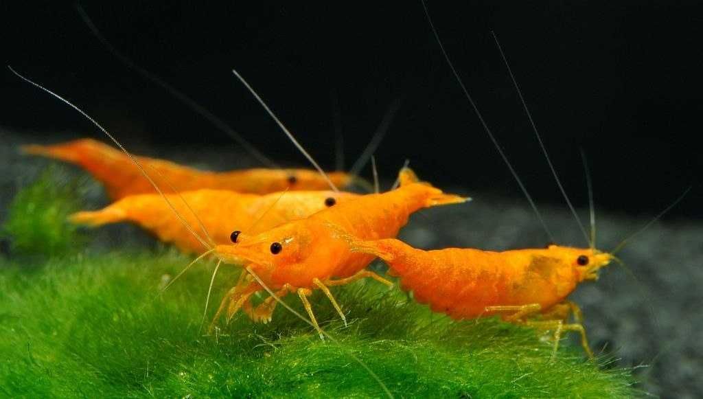 Super cena Krewetki neocaridina orange, pomarańczowa krewetka