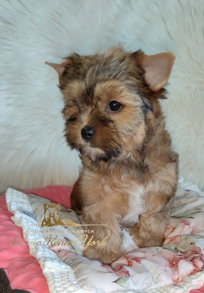 Yorkshire Terrier Ocean Pearl York- suczka dostępna