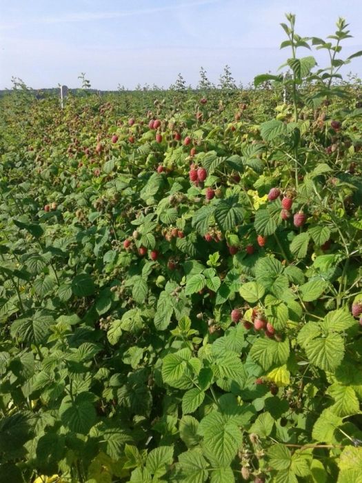 Sadzonki malin letniej i jesiennej, najlepsze odmiany, młoda plantacja