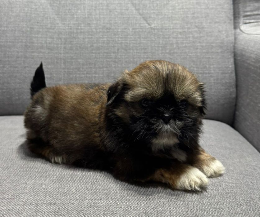 Suczka SHIH TZU o