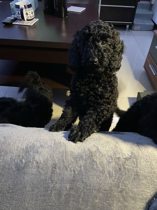 Pudel Miniaturowy piesek Dragon