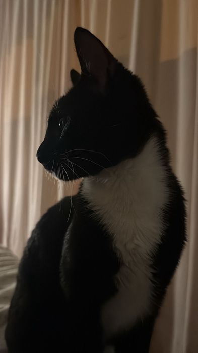 Gatinho de 6 meses para doar