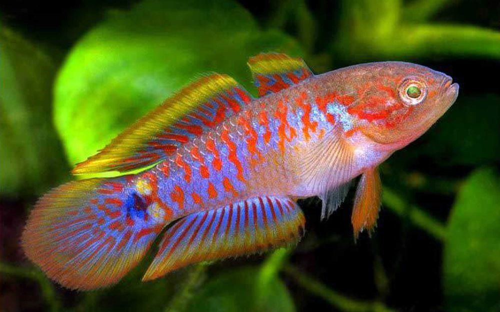 Głowaczyk barwny - Tateurndina Ocellicauda - dowozimy, wysyłamy