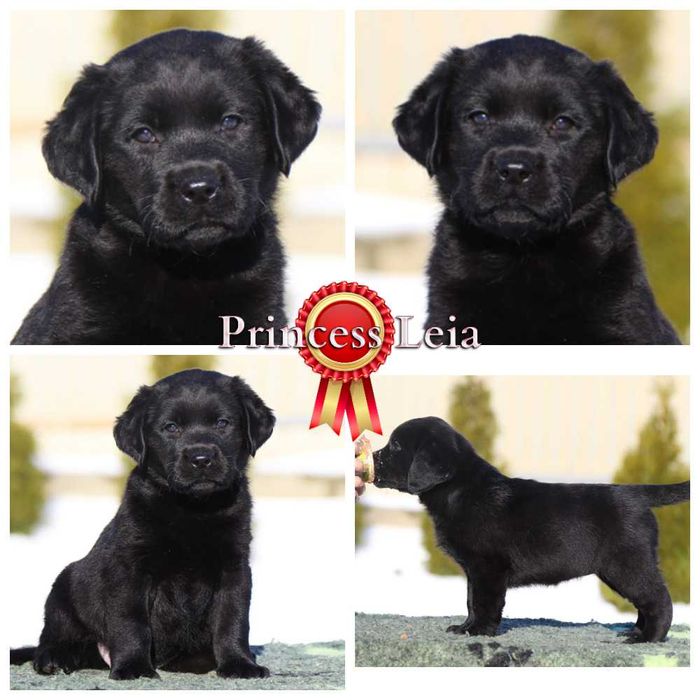 Щенки лабрадора ретривера, цуценята лабрадора ретрівера от профи.