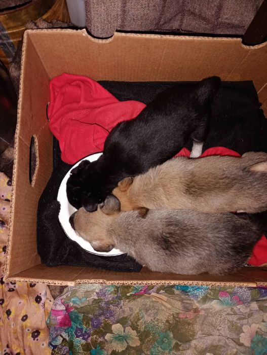 Шукають люблячих хозяїв