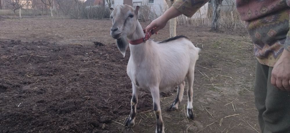 Козел ламанч суслік для спарювання кіз