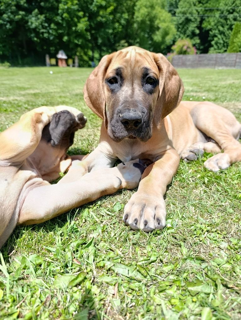 Dog niemiecki szczenięta