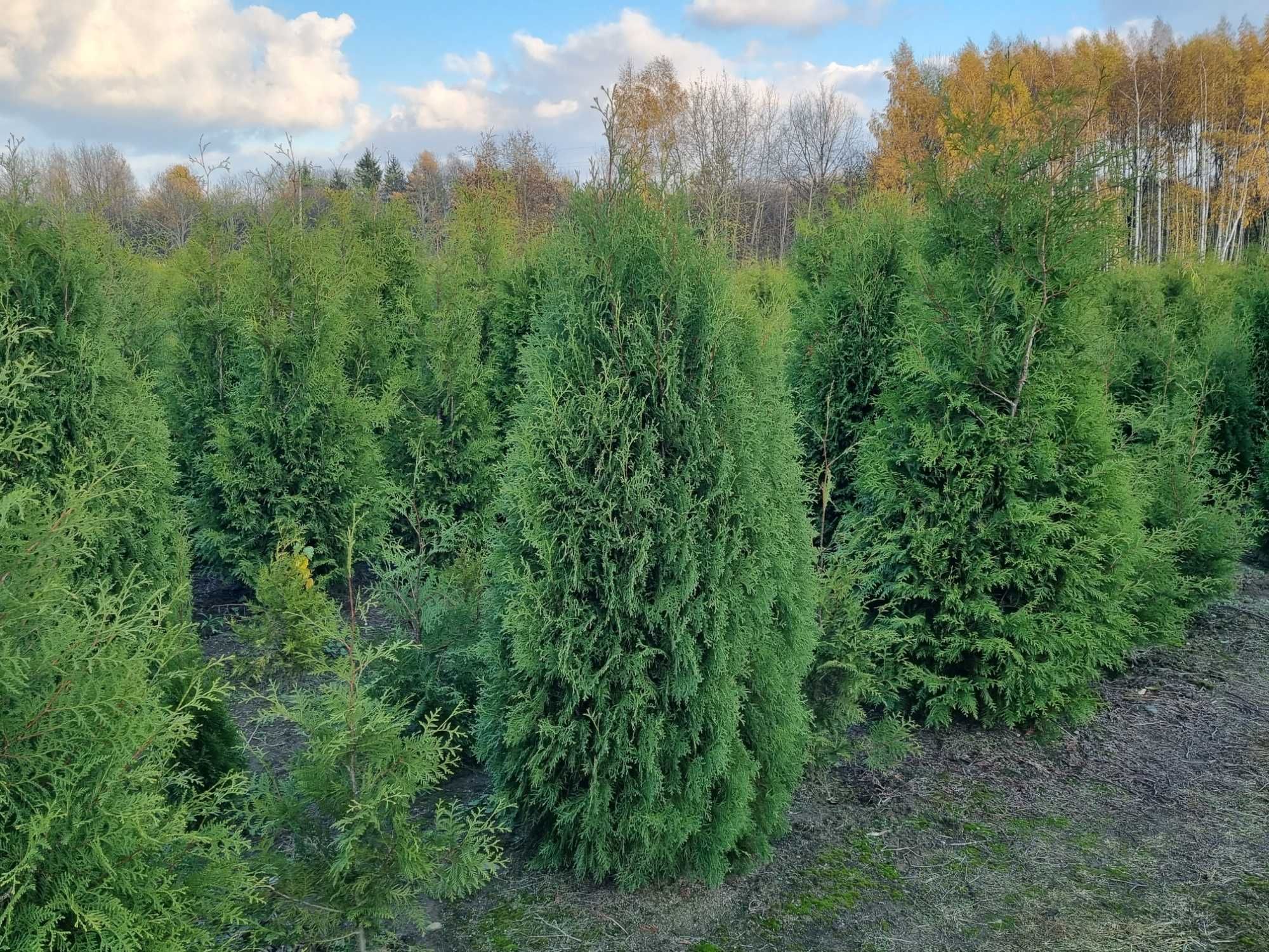 Tuja kolumna 2-2.2m, żywotnik zachodni ,,columna", Thuja occidentalis