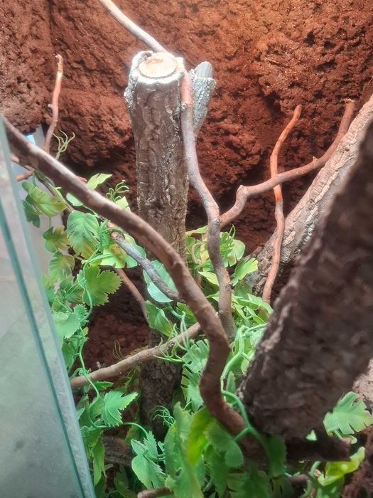 Terrarium dla kameleona - odbiór własny
