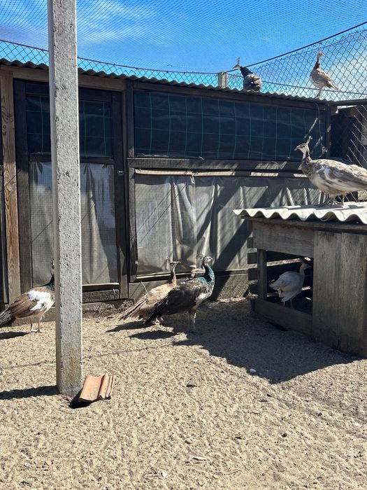 Vários animais para venda