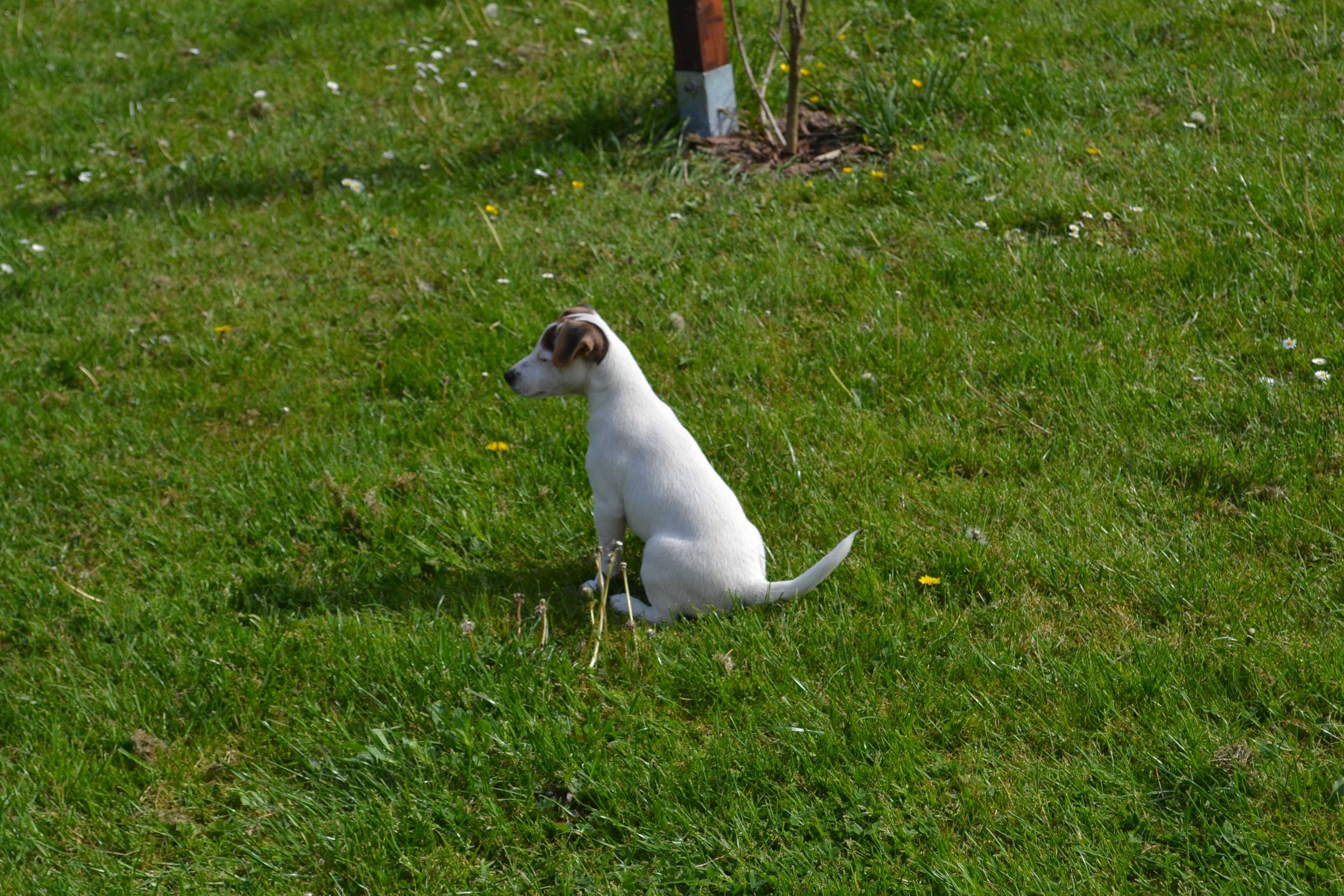 Jack Russell Terrier - Frida