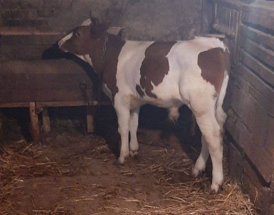 Продам бичка молочного вік 4 міс