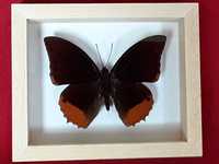 Motyl w ramce 12x10 cm Charaxes protoclea 80 mm .