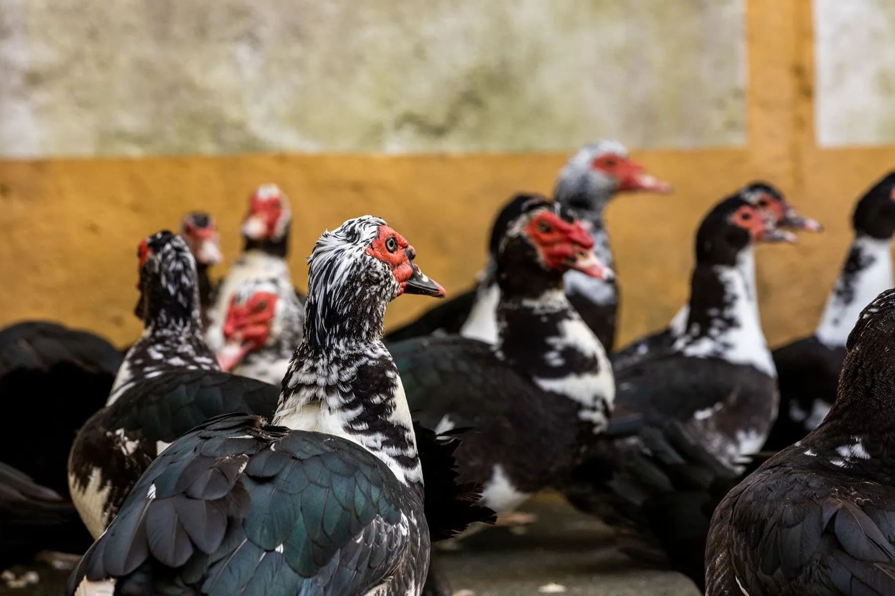 Patos mudos deste ano