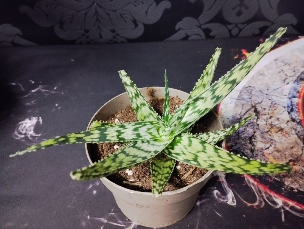 Aloes   white ( unikat )