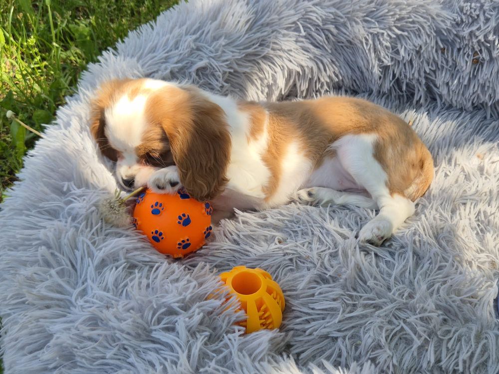 Cavalier king  charles spaniel suczka domowa legalna hodowla