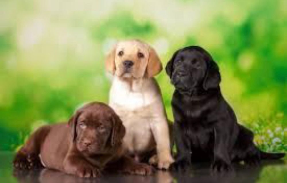 Щенки Лабрадора с Документами ЧИП Доставка за границу