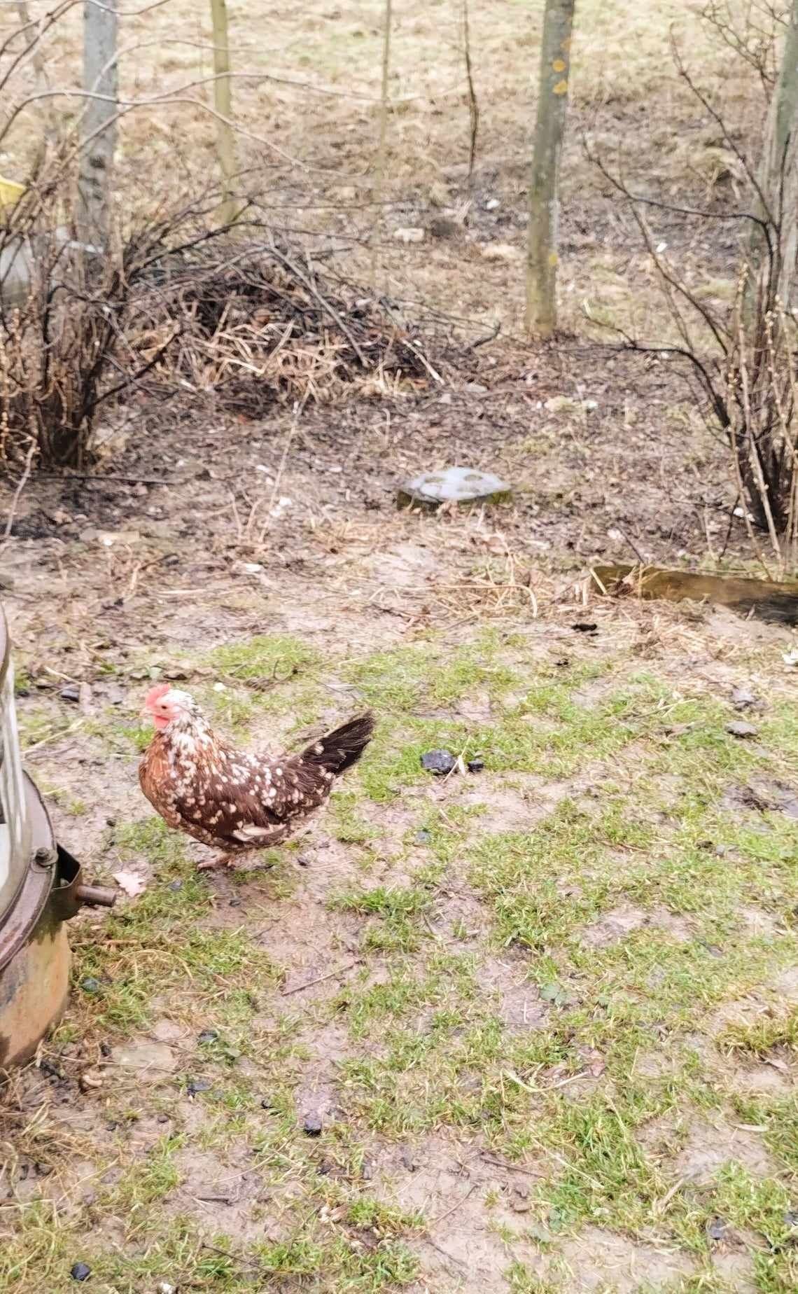 Liliputy jajka lęgowe karzełki polskie pstre