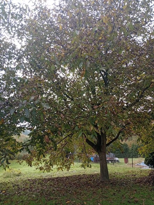 Sprzedam orzechy włoskie