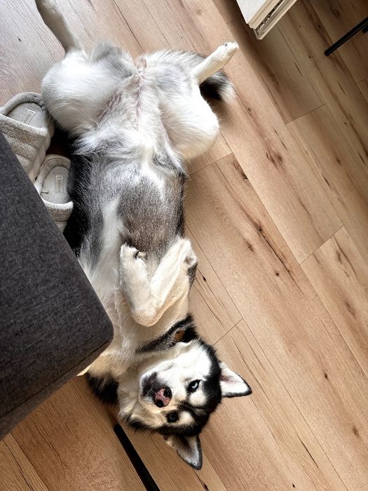 Oddam pieska za darmo w dobre ręce