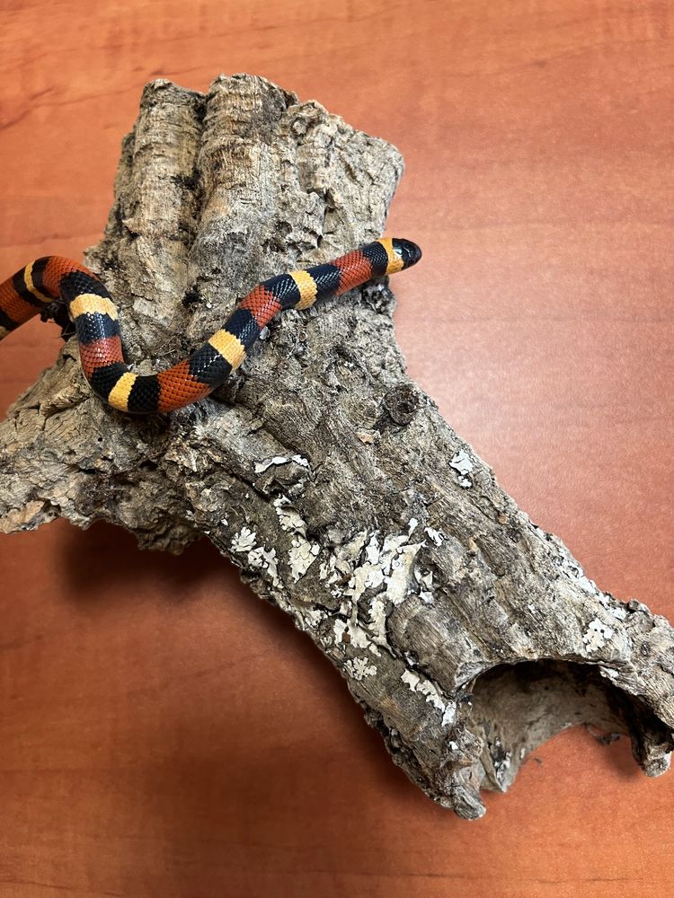 Wąż Lampropeltis Campbelli/ Lancetogłów Campbella