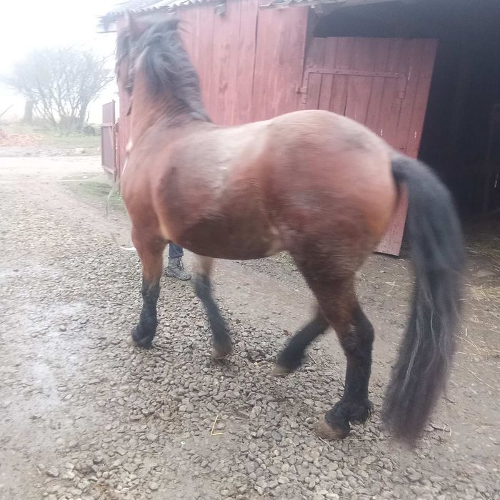 Продам або обміняю