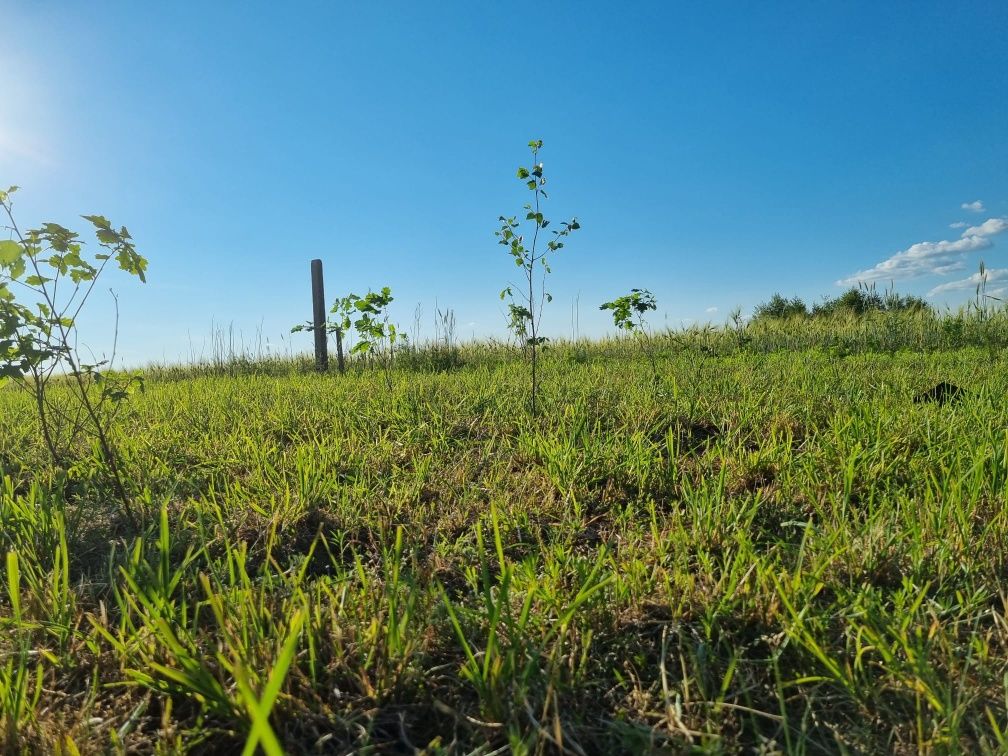 Działka Gabowe Grądy Promiski Augustów