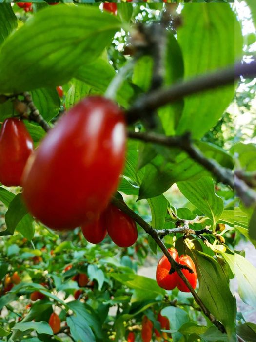 Саженцы кизила сортового