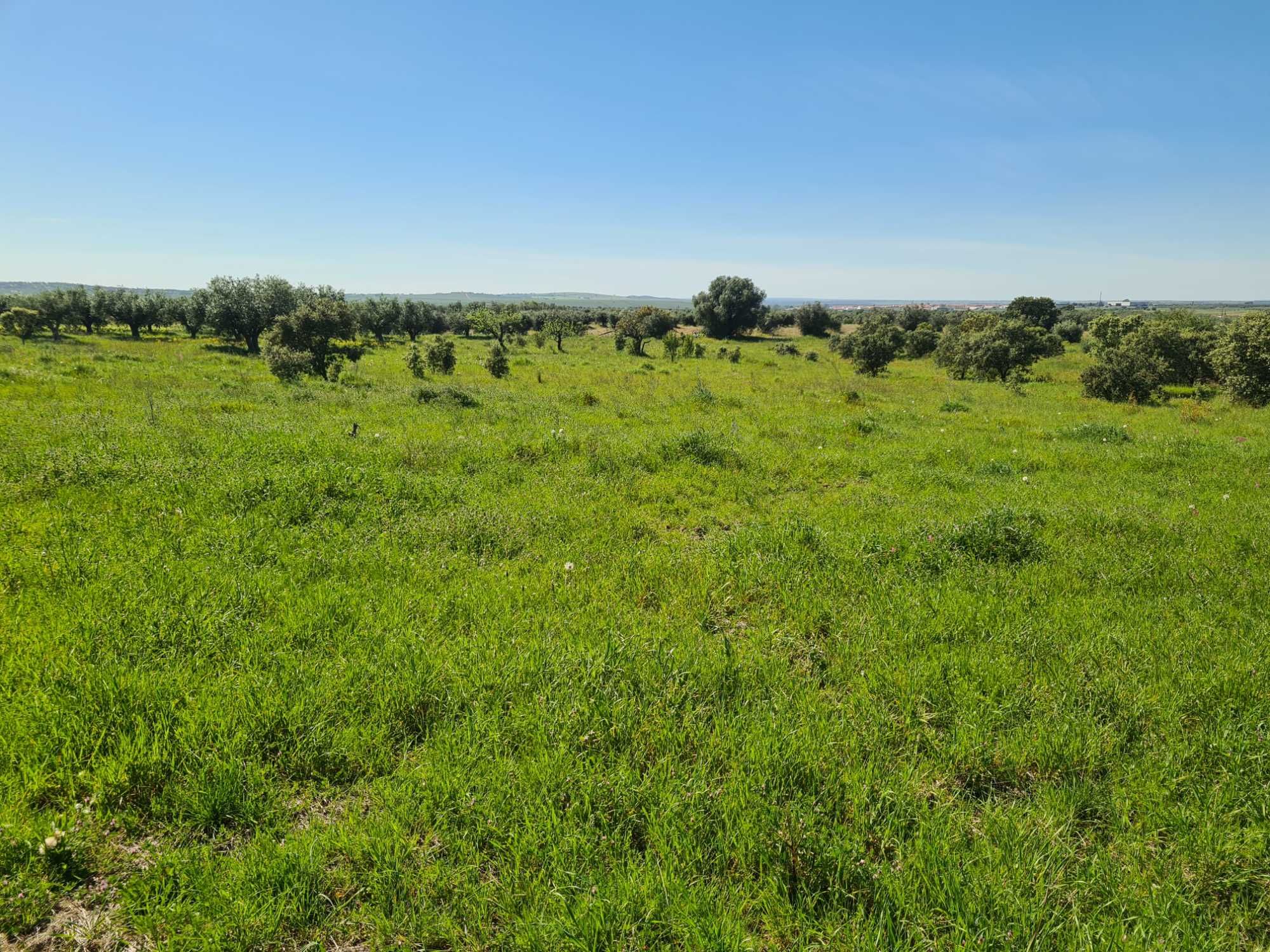 Terreno Rústico com Aproximadamente 1.1ha - Aldeias de Montoito