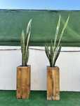 Planta e vaso com espada de São Jorge