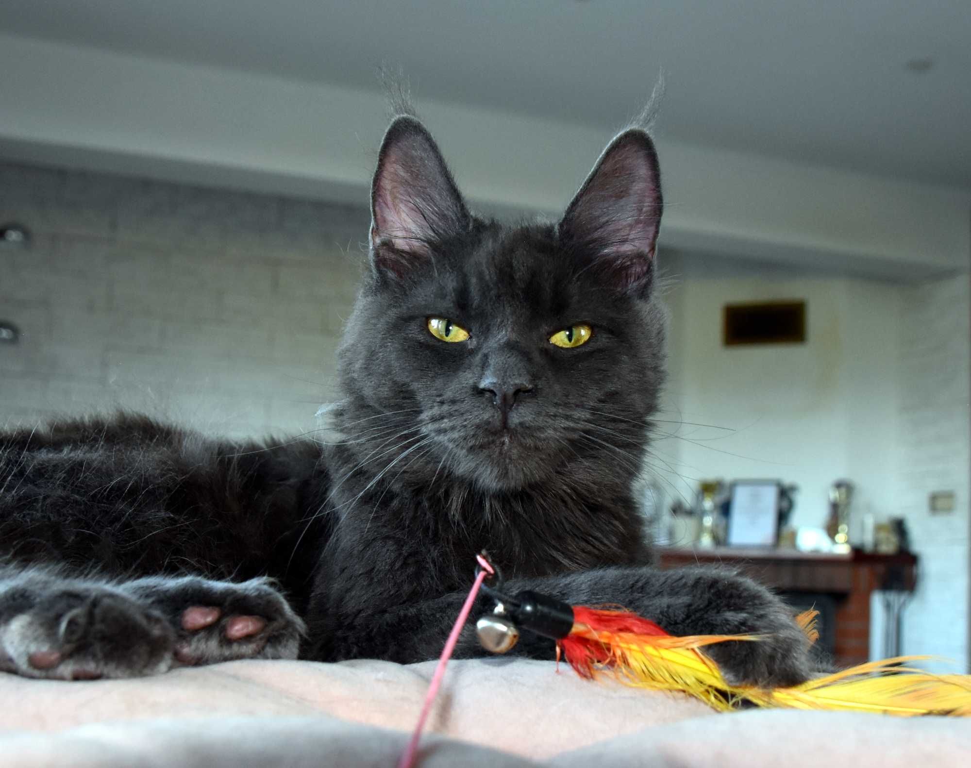 kotka niebieska Maine Coon - 7 mies