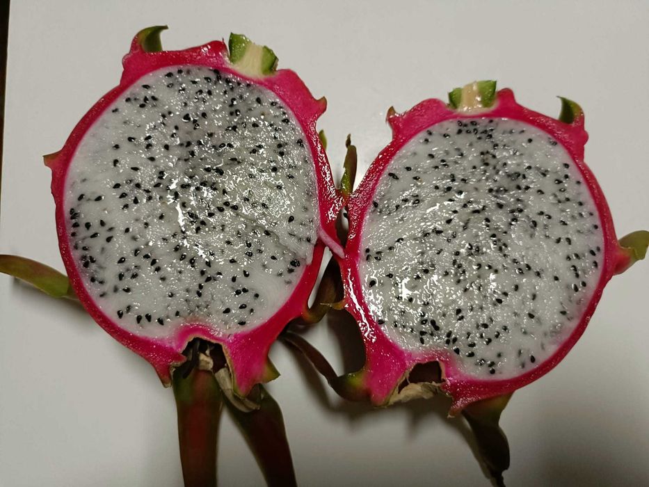 Estacas de Pitaya / Dragon Fruit / Fruta do Dragão