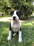 American Pitbull Terrier