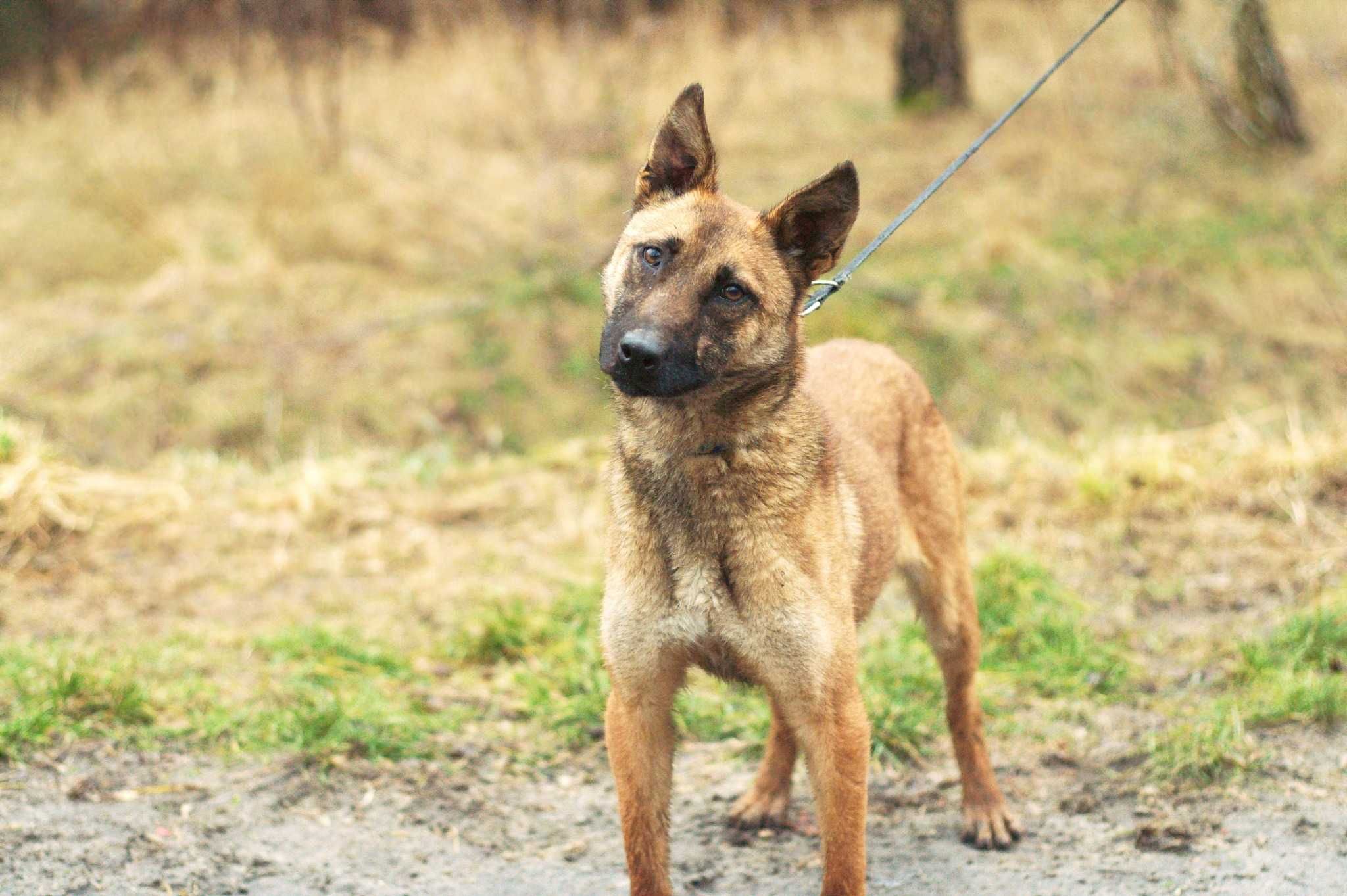 HISZA - skrzywdzona ale niezwykle łagodna sunia w typie Malinois